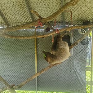 Wellington Conservation Center (2022)  Sid the sloth