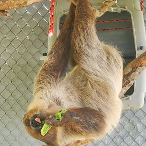 Wellington Conservation Center (2022)  Sid the sloth