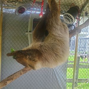 Wellington Conservation Center (2022)  Sid the sloth