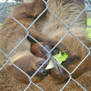 Wellington Conservation Center (2022)  Baby sloth and mamma