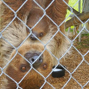 Wellington Conservation Center (2022)  Baby sloth and mamma