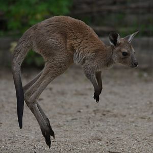 Western grey kangaroo joey