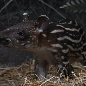 Male lowland tapir calf - 1 week old