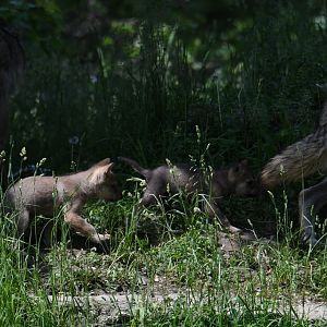 Male Mexican grey wolf pups - 1 month old