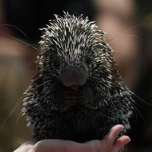 Female prehensile-tailed porcupine - 2 months old