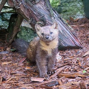 American Marten (Martes americana)