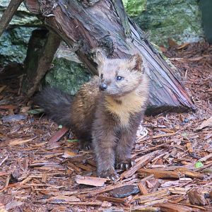 American Marten (Martes americana)