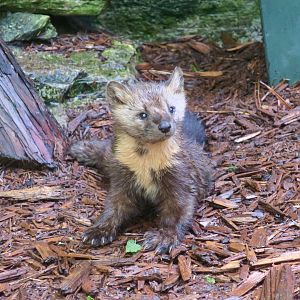 American Marten (Martes americana)