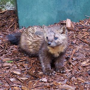 American Marten (Martes americana)