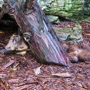American Marten (Martes americana)