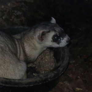 Black-Footed Ferret (Mustela nigripes)
