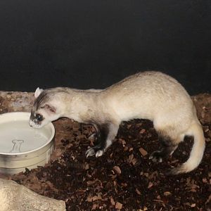 Black-Footed Ferret (Mustela nigripes)