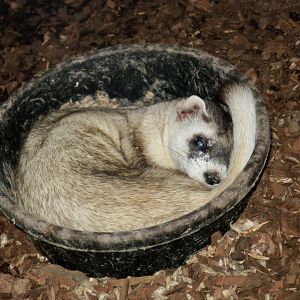 Black-Footed Ferret (Mustela nigripes)