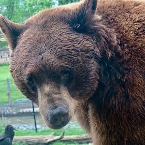 Cinnamon Bear (Ursus americana) and Black Vulture (Coragyps atratus)