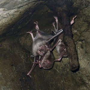 Common Vampire Bat (Desmodus rotundus)