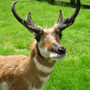 Callum the Pronghorn (Antilocapra americana americana)