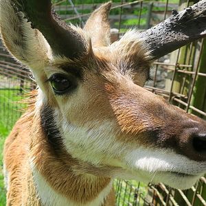 Callum the Pronghorn (Antilocapra americana americana)