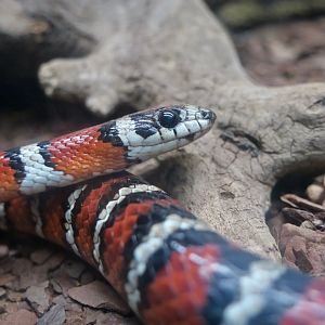 Arizona Mountain Kingsnake (Lampropeltis pyromelana)