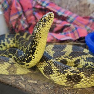 Gumbo the Louisiana Pine Snake (Pituophis ruthveni)
