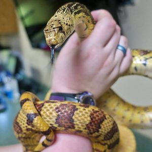 Sonoran Gopher Snake (Pituophis catenifer affinis)