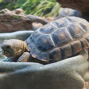 Desert Tortoise (Gopherus agassizii) young