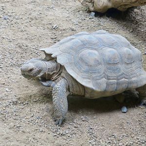 Desert Tortoise (Gopherus agassizii)