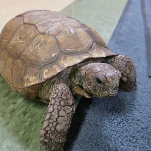 Gopher Tortoise (Gopherus polyphemus)