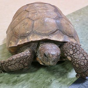 Gopher Tortoise (Gopherus polyphemus)