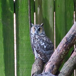 North American Long-Eared Owl (Asio otus wilsonianus)