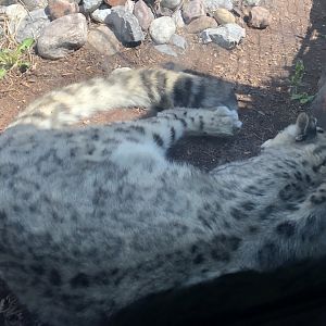 Snow Leopard