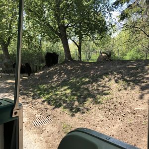 Yak and Male West Caucasian Tur