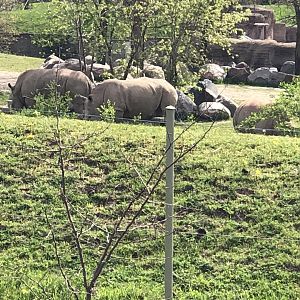 Zohari, Sabi and Tom