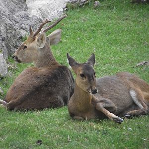 Hog Deer - Zooparc de Beauval - 08/2021