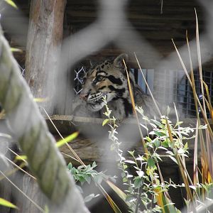 Clouded Leopard - Zooparc de Beauval - 05/2021