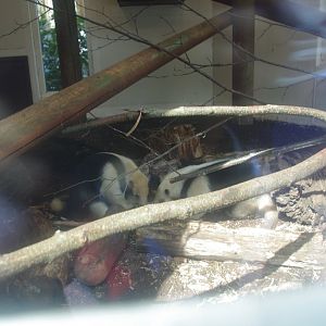 Southern Tamandua- Colchester Zoo 14/4/2022