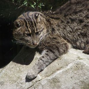 Fishing Cat - Zooparc de Beauval - 05/2021