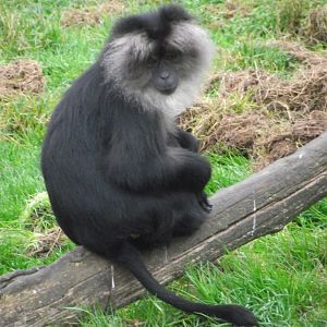Lion-tailed Macaque - Zooparc de Beauval - 01/0222