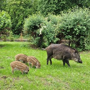Free roaming Wild Pigs
