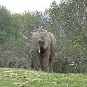Young African elephant bull