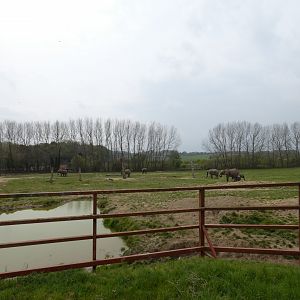 African elephant paddock
