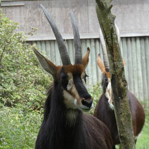 Sable antelope