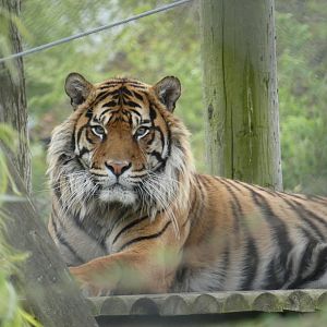 Sumatran tiger