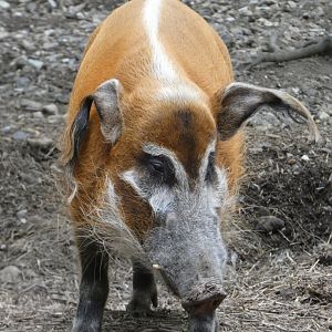 Red river hog