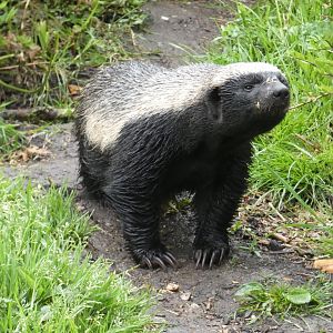 Honey badger