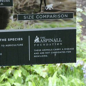 Lion-tailed macaque reintroduction status signage