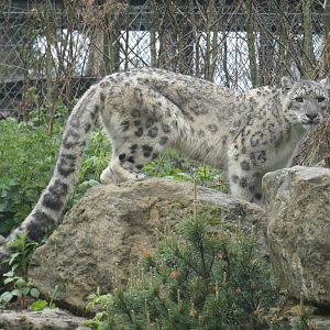 Snow leopard