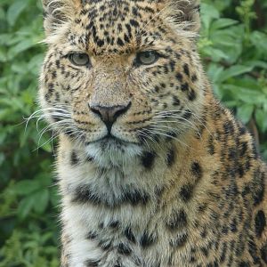 North Chinese leopard