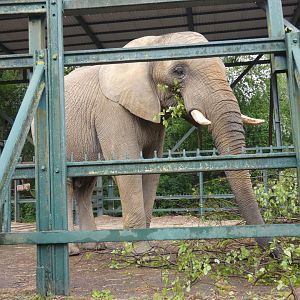 African elephant bull