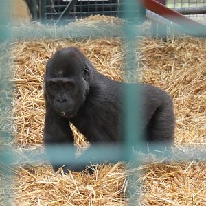 Western lowland gorilla