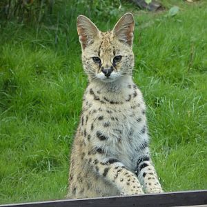 Serval